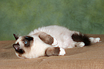 Ragdoll