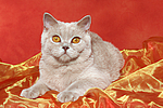 Britisch Kurzhaar / british shorthair