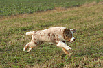 Miniature Australian Shepherd Welpe / miniature australian shepherd puppy