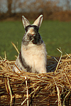 Zwergkaninchen / dwarf rabbit