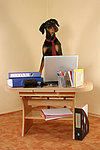 Dobermann / doberman pinscher