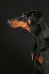 Dobermann / doberman pinscher