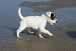 Parson Russell Terrier Welpe / parson russell terrier puppy