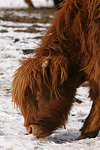 Schottisches Hochlandrind im Winter / highland cattle in winter