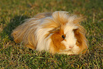 Langhaarmeerschwein / long-haired guninea pig