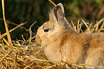 Löwenköpfchen / lion-headed bunny