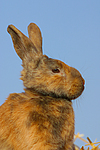 Kaninchen / bunny