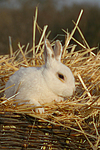 Zwergkaninchen / dwarf rabbit