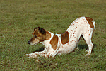 Jack Russell Terrier