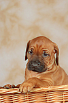 Rhodesian Ridgeback Welpe / rhodesian ridgeback puppy