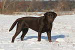 Labrador Retriever