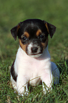 Jack Russell Terrier Welpe / jack russell terrier puppy