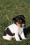 Jack Russell Terrier Welpe / jack russell terrier puppy