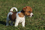 Jack Russell Terrier Welpe / jack russell terrier puppy