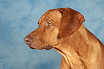 Rhodesian Ridgeback