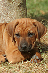 Rhodesian Ridgeback Welpe / rhodesian ridgeback puppy