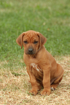 Rhodesian Ridgeback Welpe / rhodesian ridgeback puppy