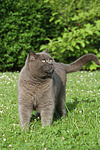 Britisch Kurzhaar Kätzchen / british shorthair kitten