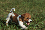 Jack Russell Terrier Welpe / jack russell terrier puppy