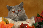 Britisch Kurzhaar / british shorthair