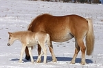 Haflinger / haflinger horses