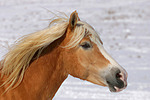 Haflinger Portrait / haflinger horse portrait