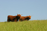 Schottische Hochlandrinder / highland cattles