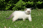 Britisch Kurzhaar Kätzchen / british shorthair kitten