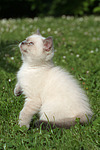 Britisch Kurzhaar Kätzchen / british shorthair kitten