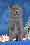 Britisch Kurzhaar Kätzchen / british shorthair kitten