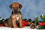 Rhodesian Ridgeback Welpe / rhodesian ridgeback puppy