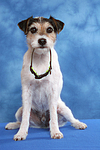 Parson Russell Terrier