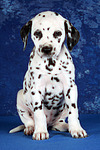 Dalmatiner Welpe / dalmatian puppy