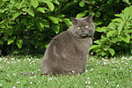 Britisch Kurzhaar Kätzchen / british shorthair kitten