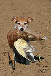 Parson Russell Terrier