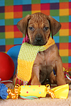 Rhodesian Ridgeback Welpe / rhodesian ridgeback puppy