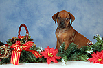 Rhodesian Ridgeback Welpe / rhodesian ridgeback puppy