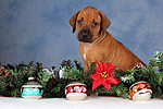 Rhodesian Ridgeback Welpe / rhodesian ridgeback puppy