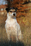 Parson Russell Terrier