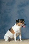 Jack Russell Terrier