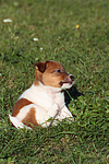 Jack Russell Terrier Welpe / jack russell terrier puppy