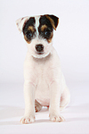 Parson Russell Terrier Welpe / parson russell terrier puppy