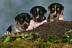 Jack Russell Terrier Welpen / jack russell terrier puppies