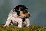 Jack Russell Terrier Welpe / jack russell terrier puppy