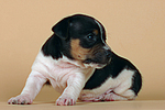 Jack Russell Terrier Welpe / jack russell terrier puppy