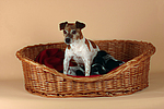 Jack Russell Terrier