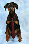 Dobermann / doberman pinscher