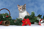 Britisch Kurzhaar Kätzchen / british shorthair kitten