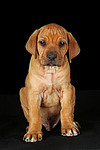 Rhodesian Ridgeback Welpe / rhodesian ridgeback puppy