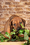 Rhodesian Ridgeback Welpe / rhodesian ridgeback puppy